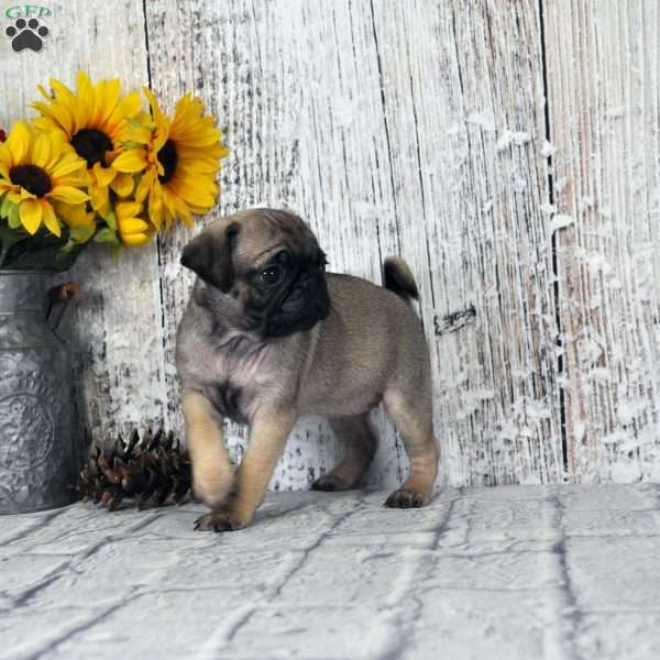 Twinkie, Pug Puppy